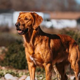 Ruger  - Golden Retriever