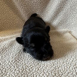 Peter - Black and silver male Miniature Schnauzer puppy in Crestview, Florida from 850Schnauzers