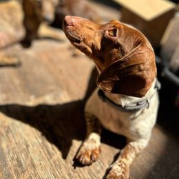Chloe - Dachshund