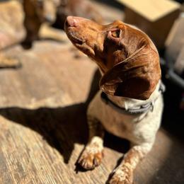 Chloe - Dachshund