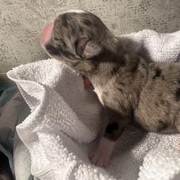 Miniature Australian Shepherd and Toy Australian Shepherd Puppies from Cherry Grove Kennel