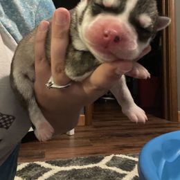 Siberian Husky Puppies from Alexandra's Siberian Huskies