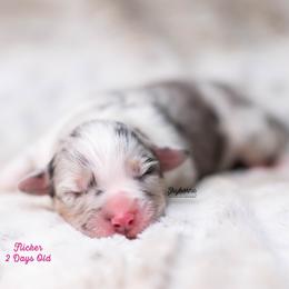 Flicker - Blue merle female Australian Shepherd puppy in Woodford, Virginia from Skyborne Australian Shepherds