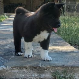 Akita Puppies from Folklore Akitas