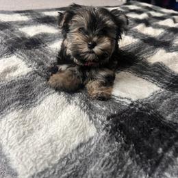 Sage - Black and tan female Yorkshire Terrier puppy in Decker, Michigan from Diane's Pups