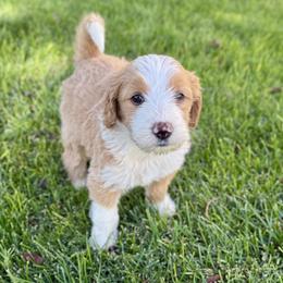 Chucky - Red male Bernedoodle puppy in Springville, Utah from Oodles of Bernedoodles