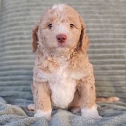 Drumstick - Cream male Goldendoodle puppy in Pittsburg, Texas from Grace Springs Goldendoodles