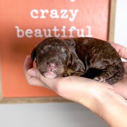 Snickers - Phantom male Poodle puppy in Murrieta, California from Apricot Poodles & Goldendoodles, LLC