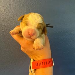 Bowser-Black - Yellow and white male Bernedoodle puppy in Casper, Wyoming from 307 Doodles