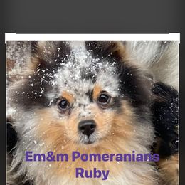 Ruby 7 yrs old - Blue merle female Pomeranian puppy in Kentucky from Em&M Pomeranians