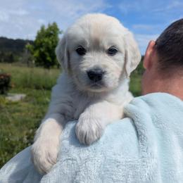 Teal - Light golden female Golden Retriever puppy in Roseburg, Oregon from Unbound Goldens