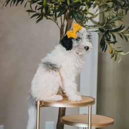 Sunset (Rose) - Blue merle and white female Sheepadoodle puppy in Oak Hills, California from High Desert Doodles