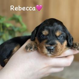 Rebecca - Black phantom female Aussiedoodle puppy in Lancaster, Minnesota from Finney Ranch
