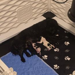 Bella - Black female Cavapoo puppy in Perham, Minnesota from Steel Horse Kennels Inc