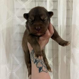 Orange - Red and white male Siberian Husky puppy in Jonesborough, Tennessee from Dry Creek Siberians