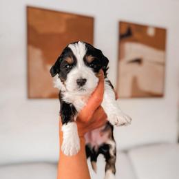 Vera - Black and white female Bernedoodle puppy in Cold Spring, Minnesota from A.N.A. Doodles