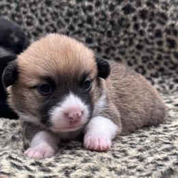 Red female - Red female Pembroke Welsh Corgi puppy in Stephenville, Texas from Rising JM Pembrokes