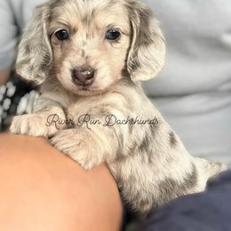 Dachshund Puppies from River Run Dachshunds