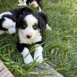Oscar - Black tri male Miniature Australian Shepherd puppy in Marion, Michigan from Highland Hills Mini Aussies