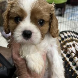 Beau - Blenheim male Cavalier King Charles Spaniel puppy in North Bay Village, Florida from Cynthia's Cavaliers