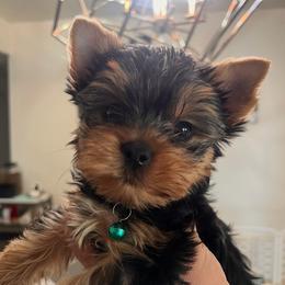 Blue boy - Black and tan male Yorkshire Terrier puppy in Las Vegas, Nevada from Lala’s Pups