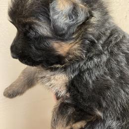 German Shepherd Puppies from Silver Knight Shepherds