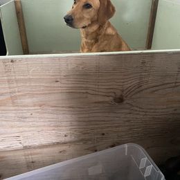 Labrador Retriever Puppies from Daisy Hill Farm