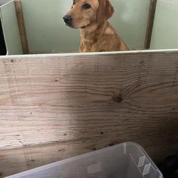 Labrador Retriever Puppies from Daisy Hill Farm