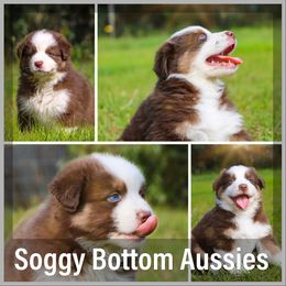 Australian Shepherd Puppies from Soggy Bottom Farms