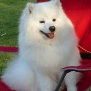 American Eskimo Dogs from Anana American Eskimos