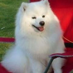 American Eskimo Dogs from Anana American Eskimos