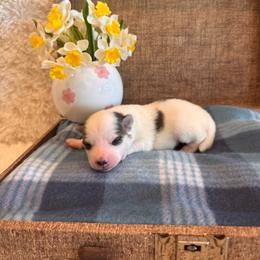 Male 2 - Blue male Pomsky puppy in Bucyrus, Missouri from Hill Top Pomskies