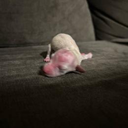 Diana - Cream female Dachshund puppy in Sebring, Florida from Mini Weenies