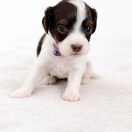 Cinnamon - Chocolate female Cavapoo puppy in Beech Island, South Carolina from New Moon Farm Canines
