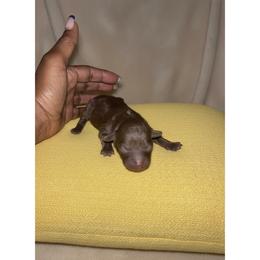 Ryder - Brown female Poodle puppy in Lancaster, South Carolina from Semone’s Poodles