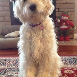 Bernedoodle, Goldendoodle, and Labradoodle Puppies from Apple Creek Doodles