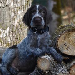 German Wirehaired Pointer Puppies from Willamette German Wirehaired Pointer