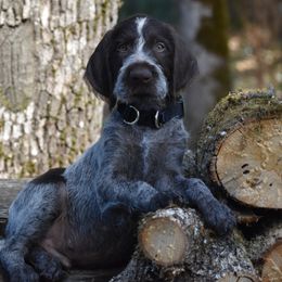 German Wirehaired Pointer Puppies from Willamette German Wirehaired Pointer
