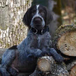 German Wirehaired Pointer Puppies from Willamette German Wirehaired Pointer