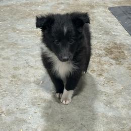 Teal - Black and white female Shetland Sheepdog puppy in Fontanelle, Iowa from Jensen Farms Shelties