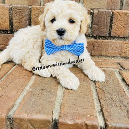 Goldendoodle Puppies from Red Barn Mission Farm