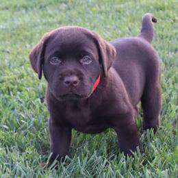 Ivy - Chocolate female Labrador Retriever puppy in Camden, Indiana from Camden's Caring Canines