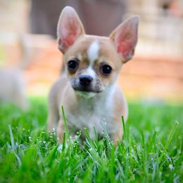 Nash - Fawn male Chihuahua puppy in Kernersville, North Carolina from Starmist Chihuahuas