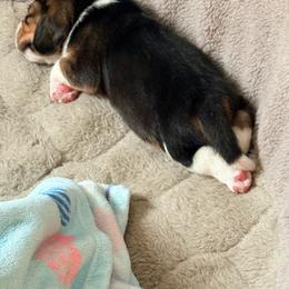 Boy 1 - Black white and tan male Beagle puppy in Haslet, Texas from Haltmeier-Sunrise