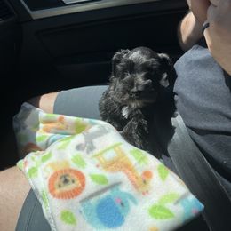 Miniature Schnauzer Puppies from S & S Miniature Schnauzer