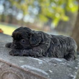 Indigo - Blue and white male Shih Tzu puppy in Statesboro, Georgia from Magnolia Small Breeds