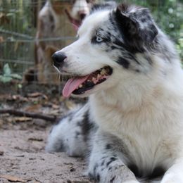 Wren - Miniature Australian Shepherd