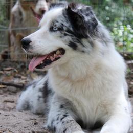 Wren - Miniature Australian Shepherd