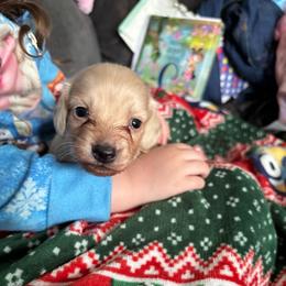 JJ - Cream male Dachshund puppy in Cattaraugus County, New York from H&C’s Dachshunds and Retrievers