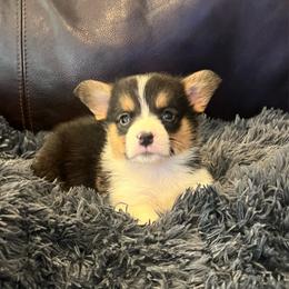 EP 4 - Black and tan male Pembroke Welsh Corgi puppy in Stockton, Iowa from Infinity Corgis